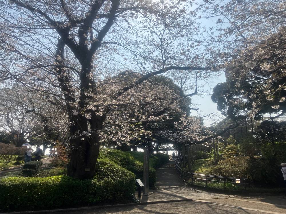 山手公園桜開花情報【2026年3月29日】の写真
