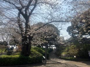 山手公園桜開花情報【2026年3月29日】