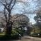 山手公園桜開花情報【2026年3月29日】の画像