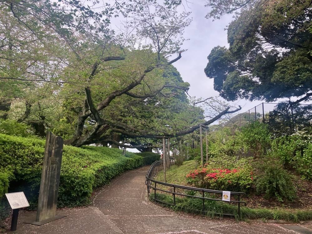 山手公園桜開花情報【2026年4月12日】の写真
