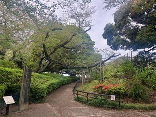 山手公園桜開花情報【2026年4月12日】