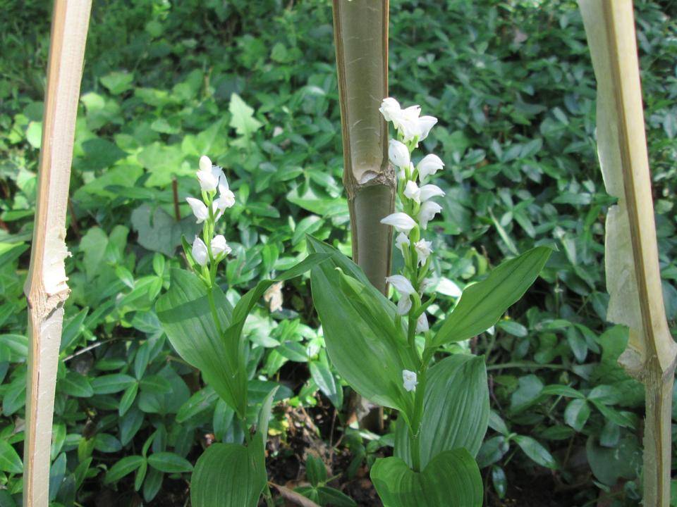 ぎんらん (3).JPG