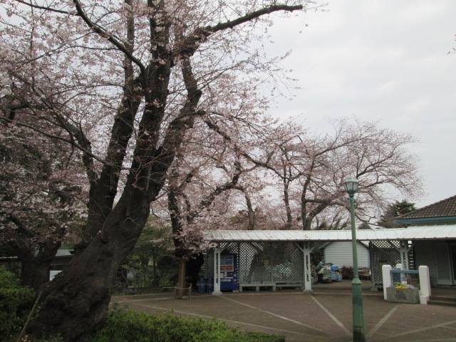 桜0326 (3).JPG