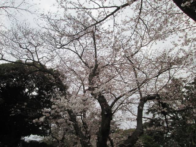 桜0326.JPG