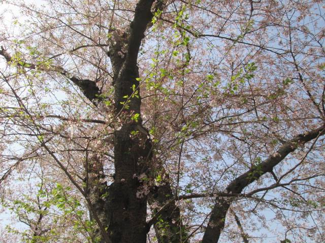 桜0407.JPG