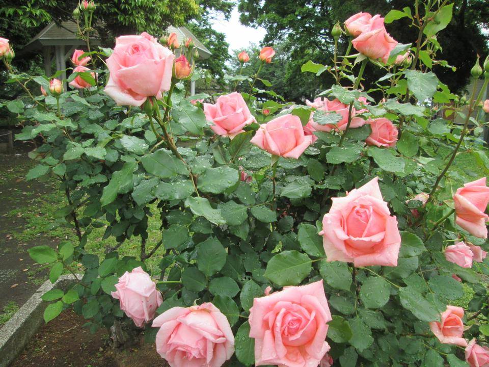 はまみらい (2).JPG