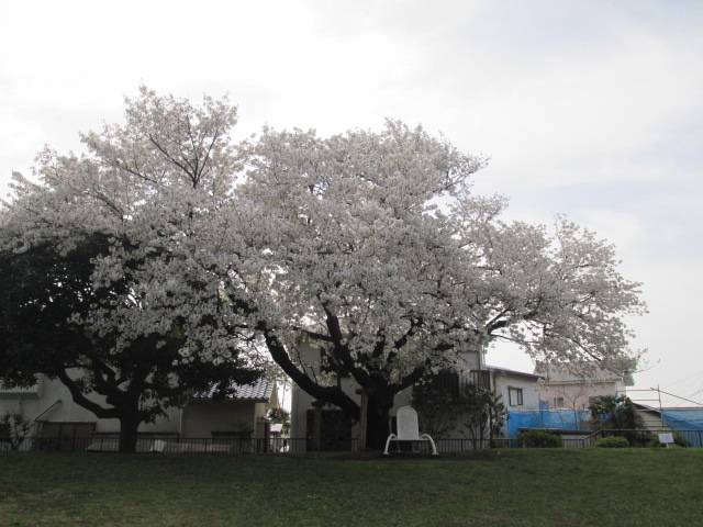 桜0331 (4).JPG