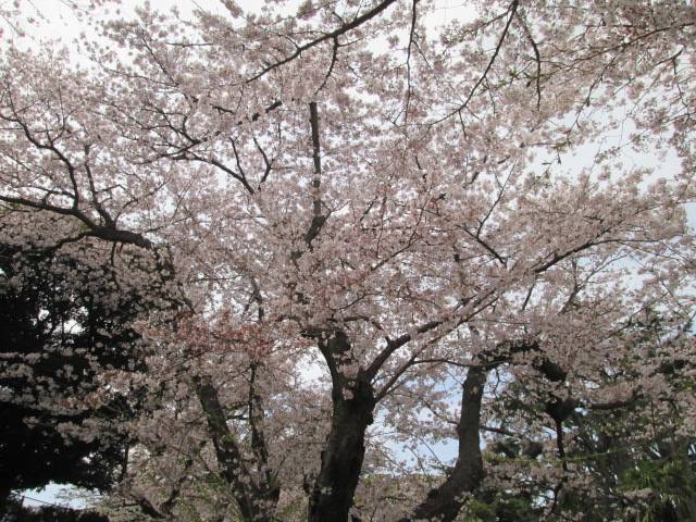 桜0401 (2).JPG
