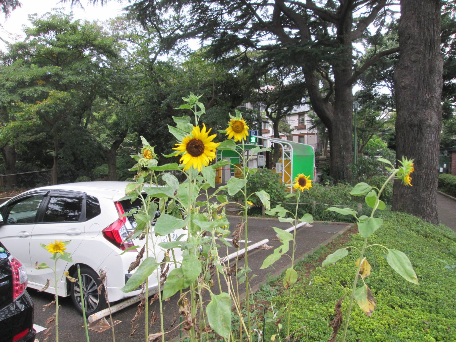 ひまわり.JPG