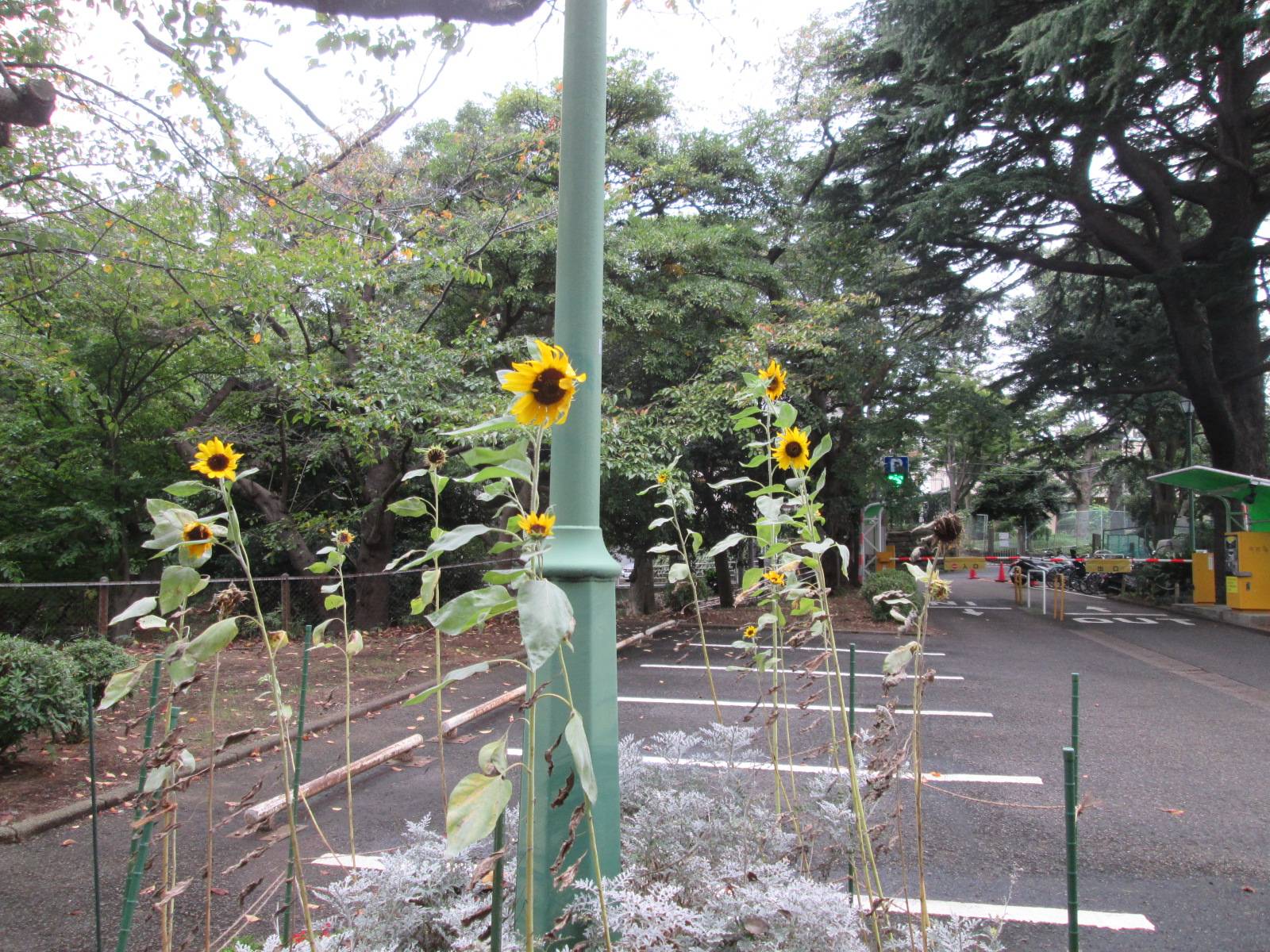 ひまわり (2).JPG