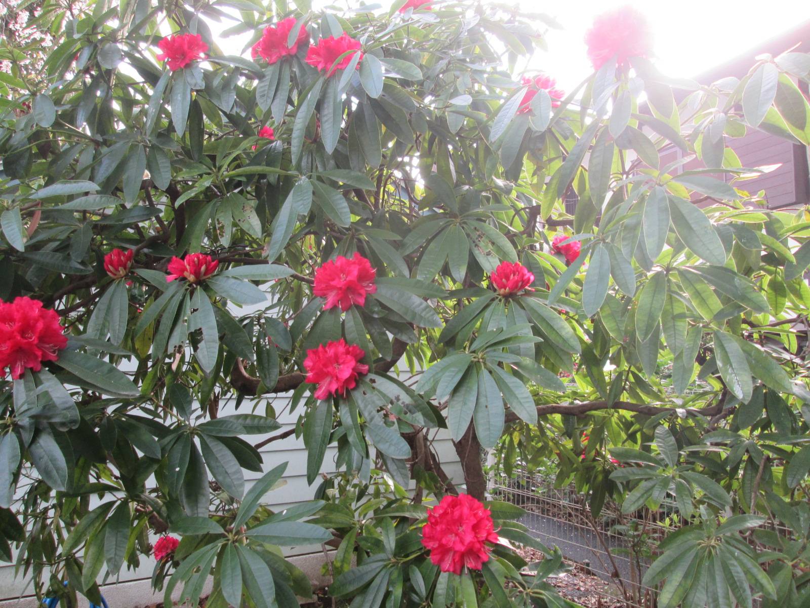 シャクナゲ (3).JPG