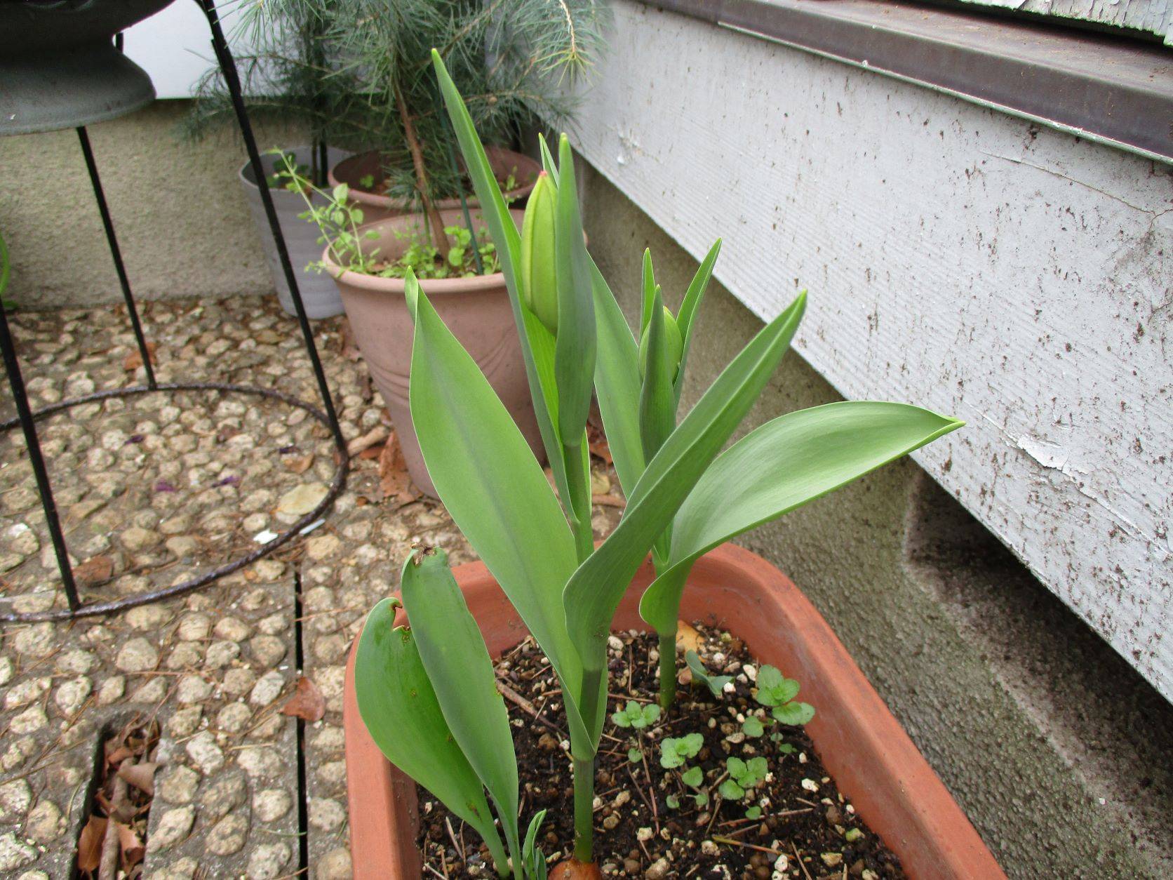 チュ－リップ 2.JPG