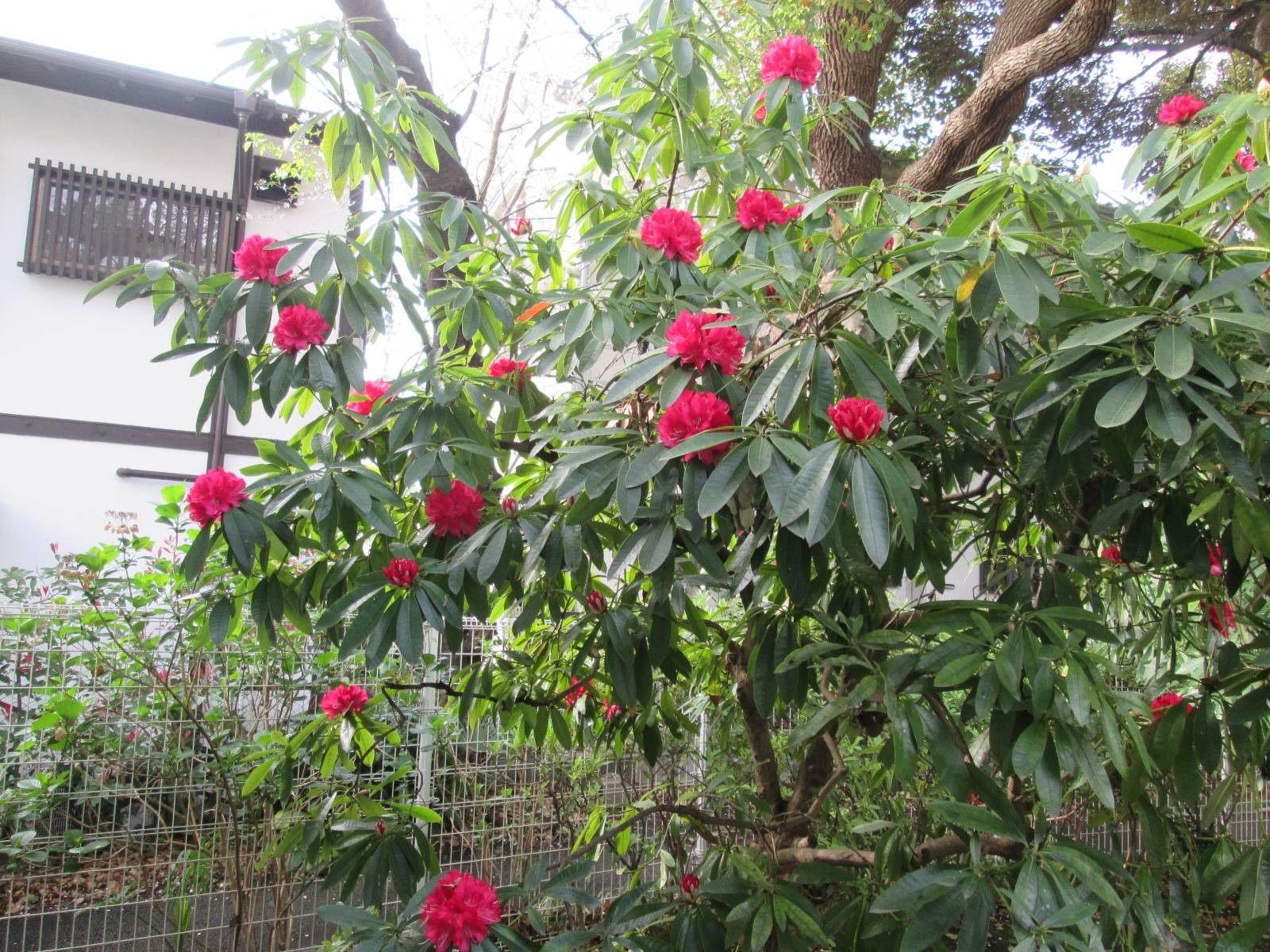 シャクナゲ (2).JPG