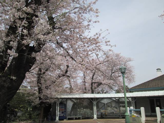 桜0402.JPG