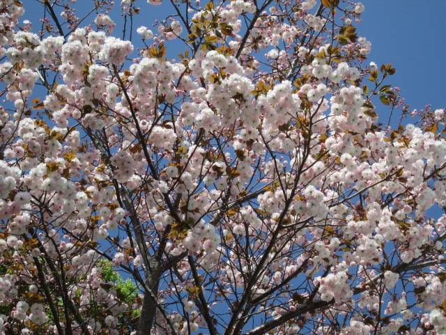 桜0412 (5).JPG