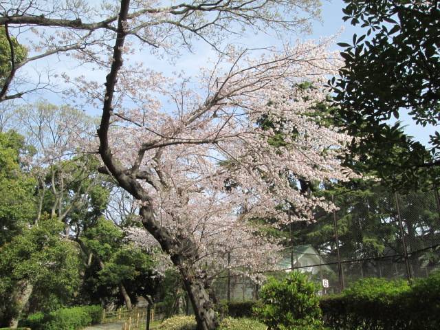 桜0331 (6).JPG
