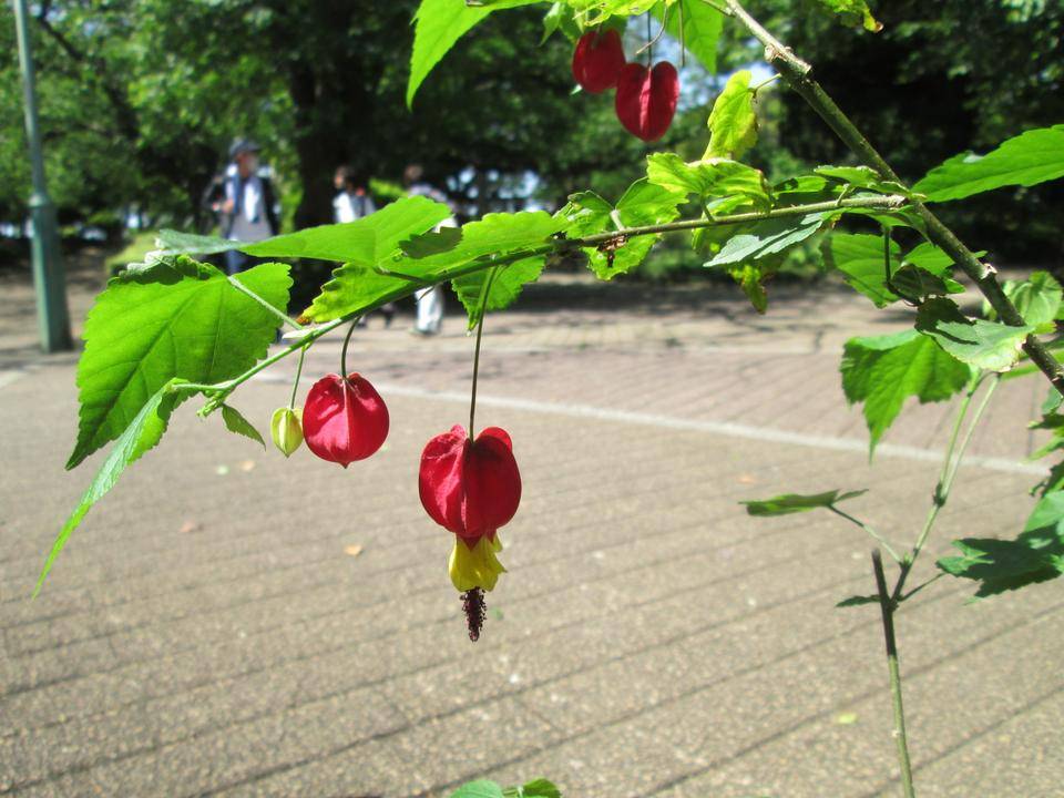 チロリアンランプ (2).JPG