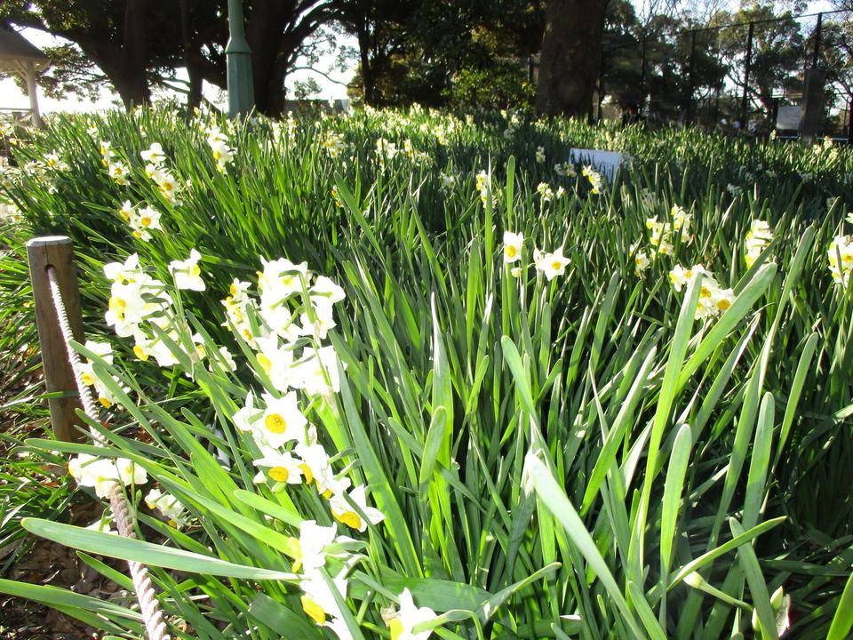 すいせん２ (2).JPG