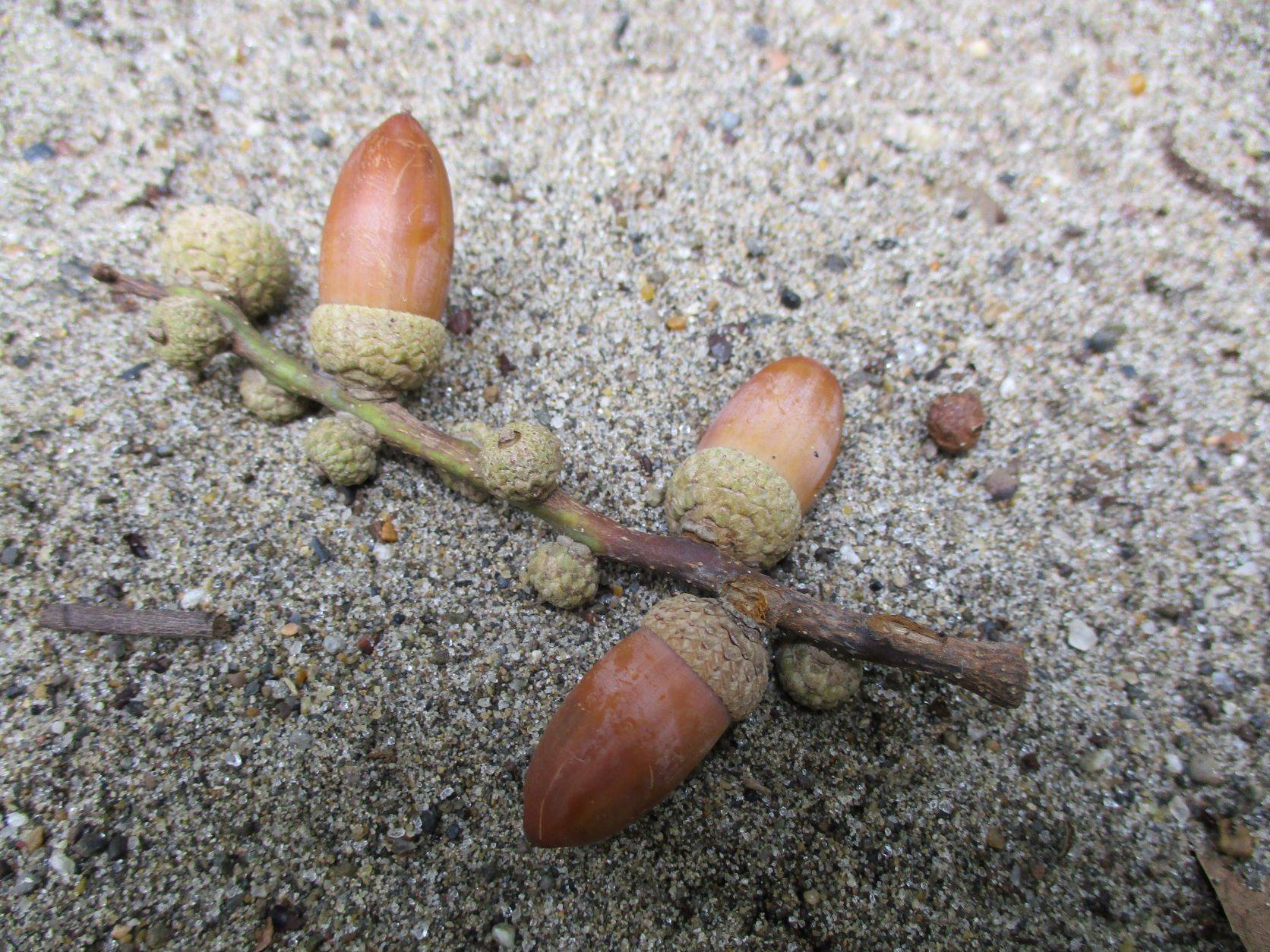 どんぐり３ (1).JPG