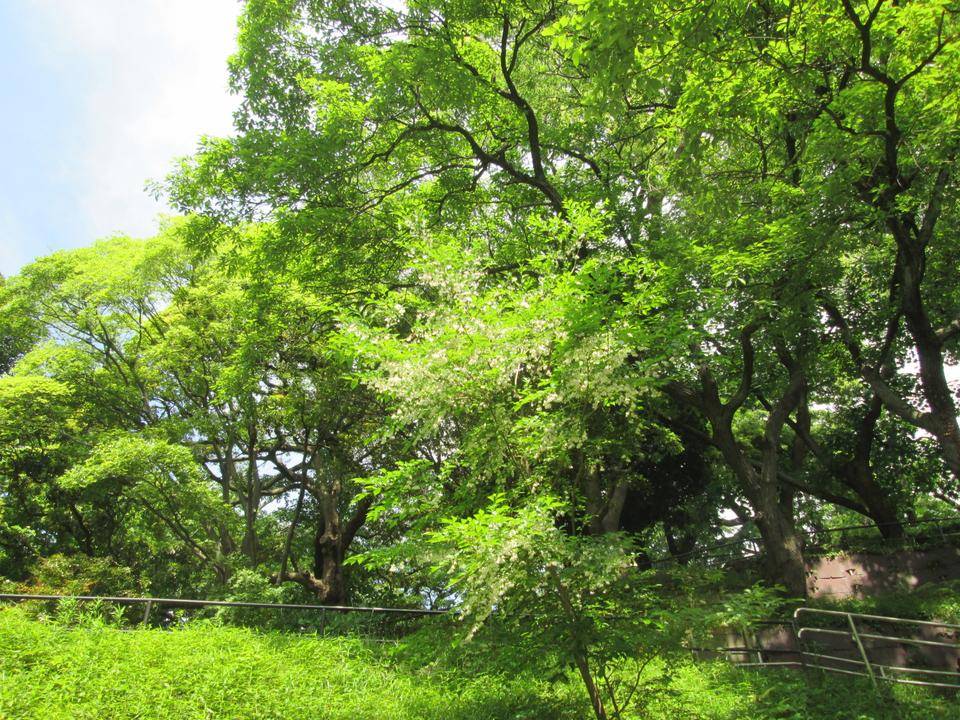 エゴノキ (3).JPG