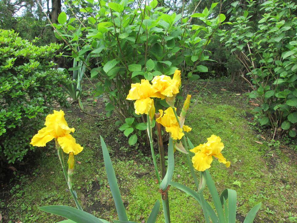 ジャーマンアイリス (4).JPG