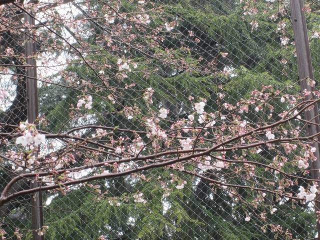 桜0322.JPG