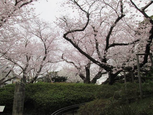 桜0329 (2).JPG