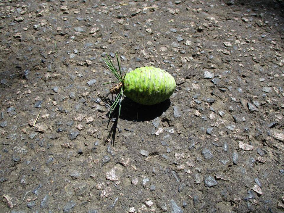 松ぼっくりの赤ちゃん (1).JPG