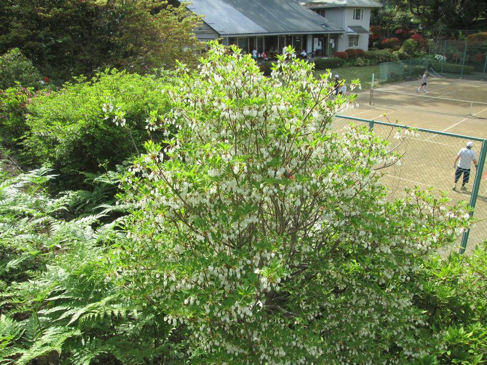 ドウダンツツジ (2).JPG