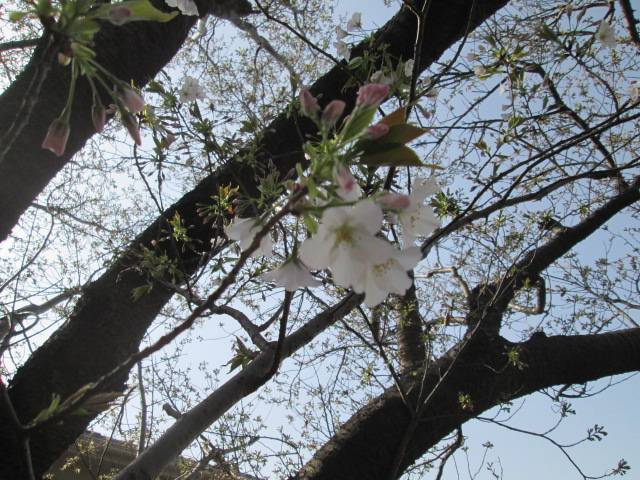 桜0325 (3).JPG