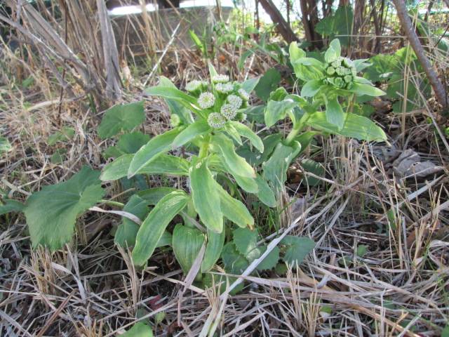 フキノトウ (4).JPG