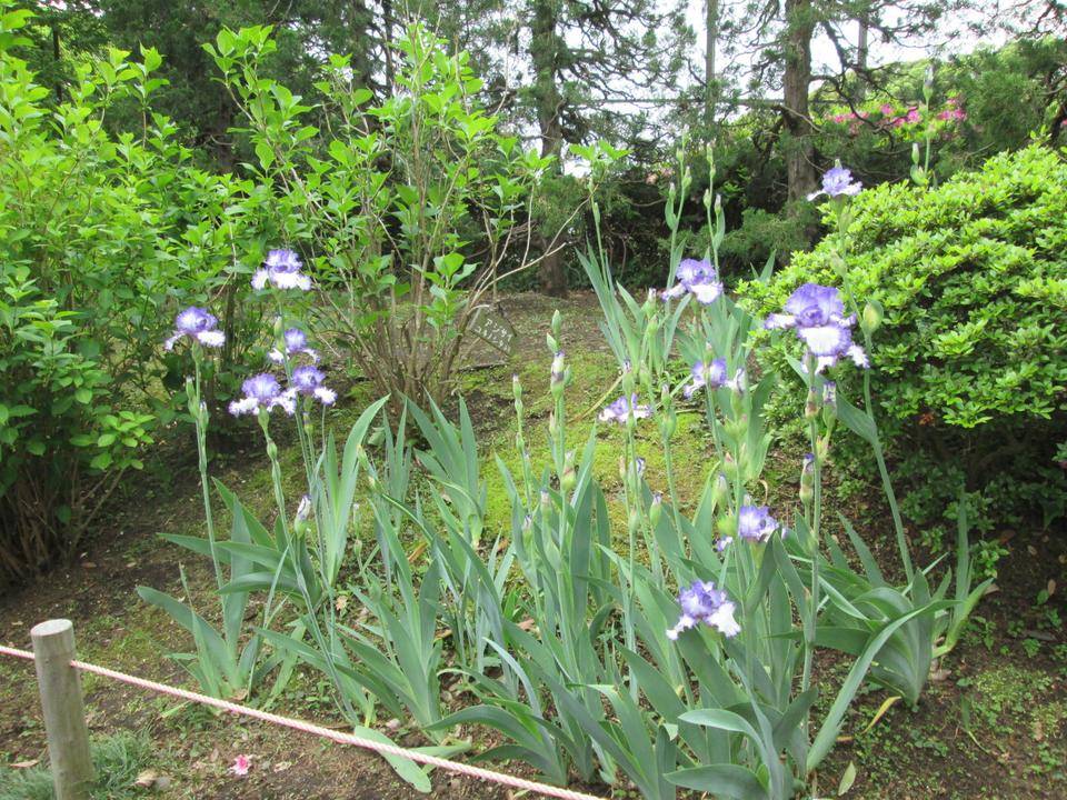 ジャーマンアイリス (4).JPG