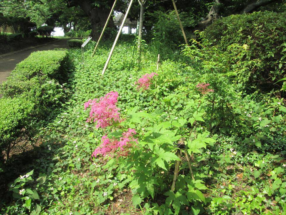 キョウカノコ (2).JPG