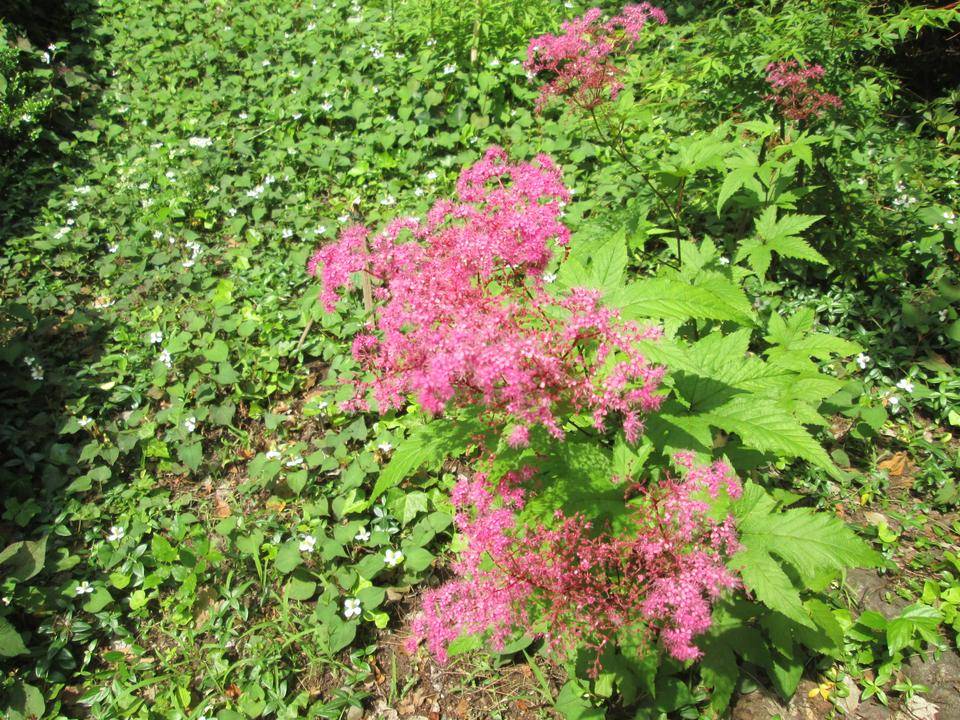 キョウカノコ (4).JPG