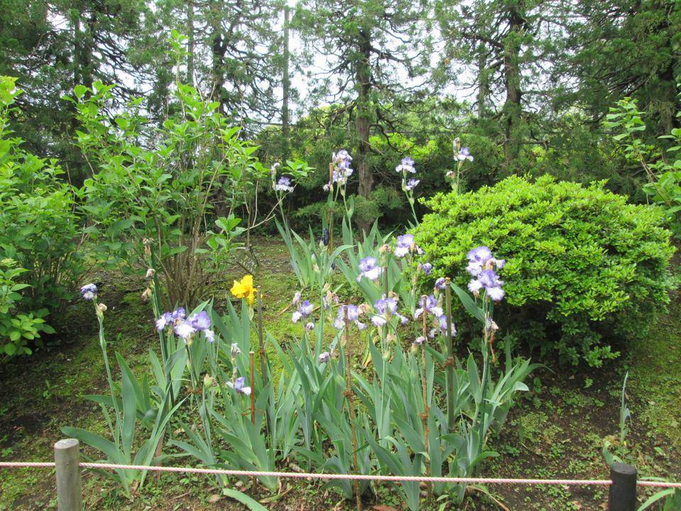 ジャーマンアイリス (3).JPG