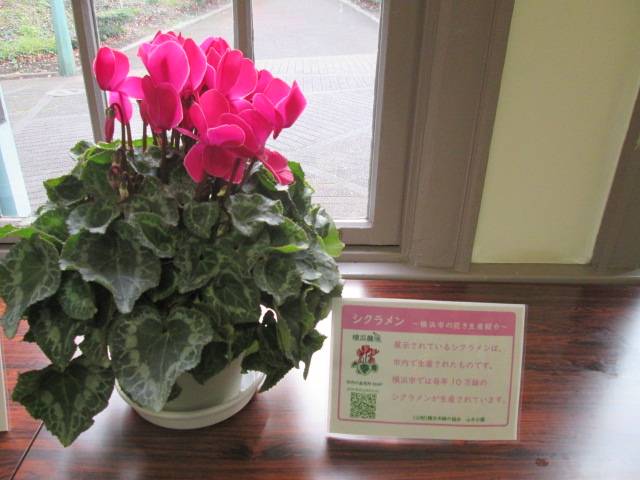 シクラメン山手公園 (2).JPG