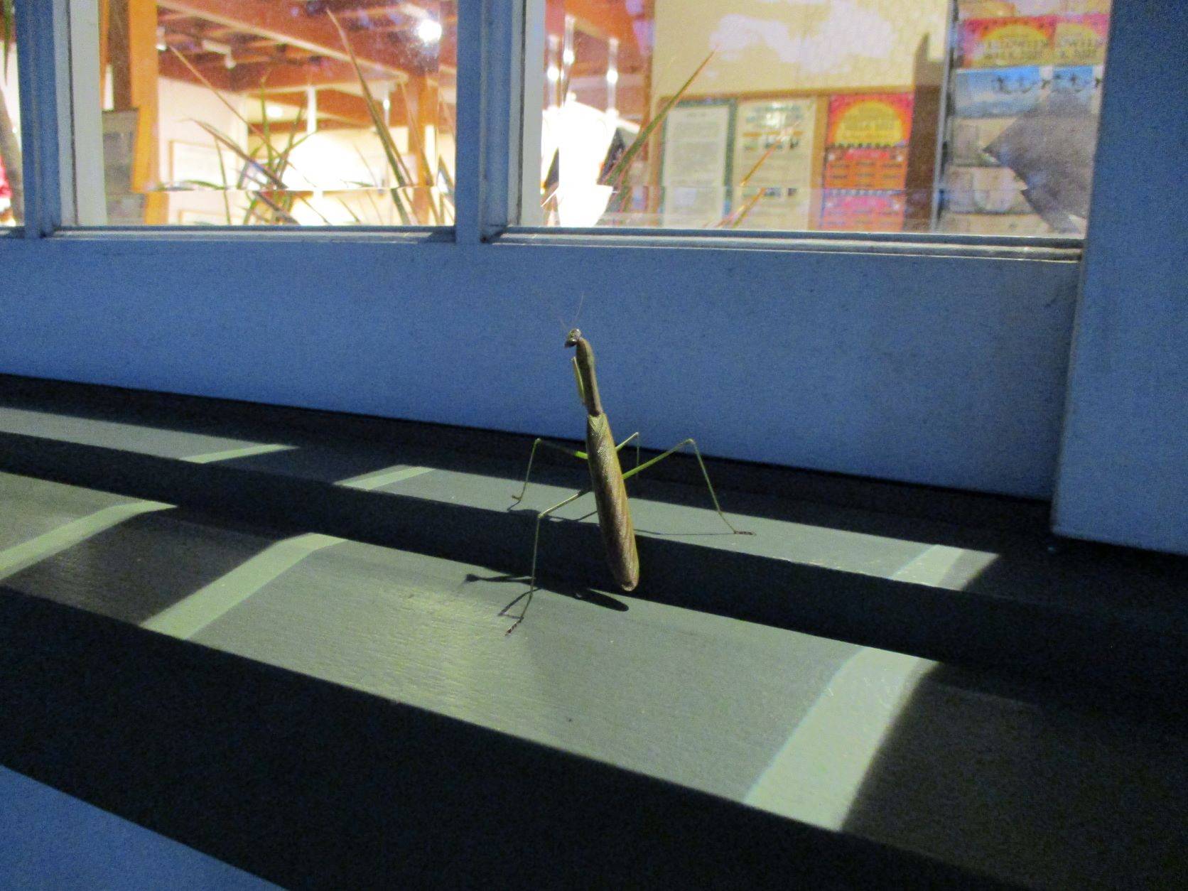 カマキリ2.JPG