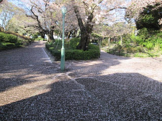 桜0405.JPG