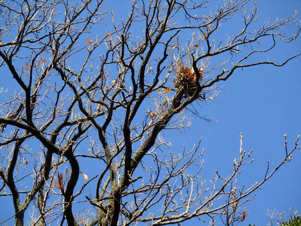 鳥の巣３.JPG