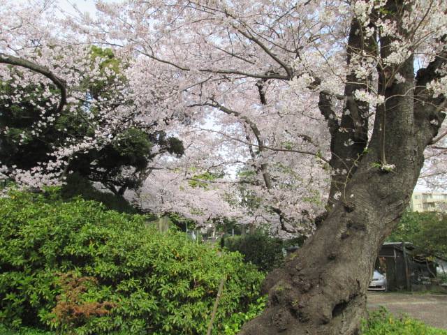 桜0331 (7).JPG