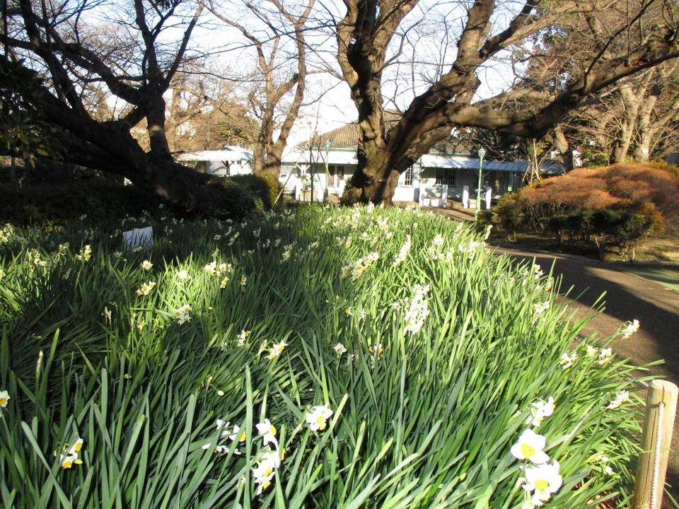 すいせん２ (1).JPG