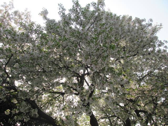 桜0407 (3).JPG