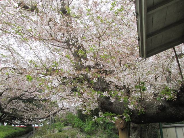 桜0405 (3).JPG