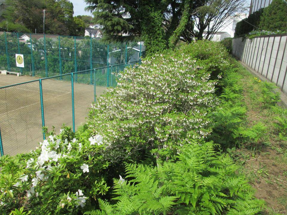 ドウダンツツジ (5).JPG