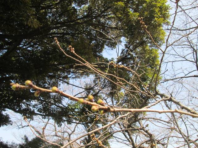 桜0315 (2).JPG