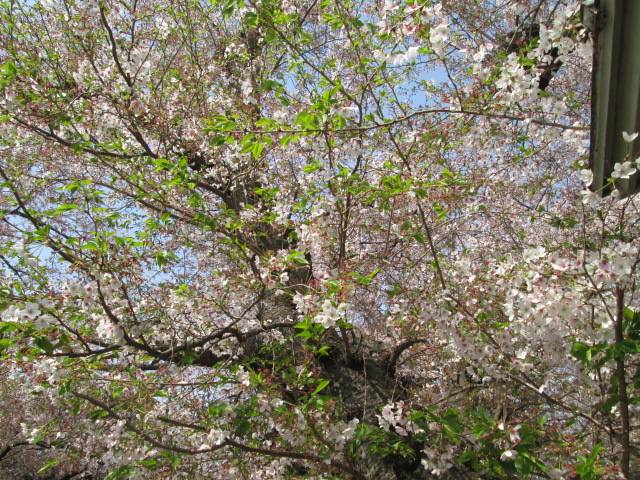 桜0407 (2).JPG