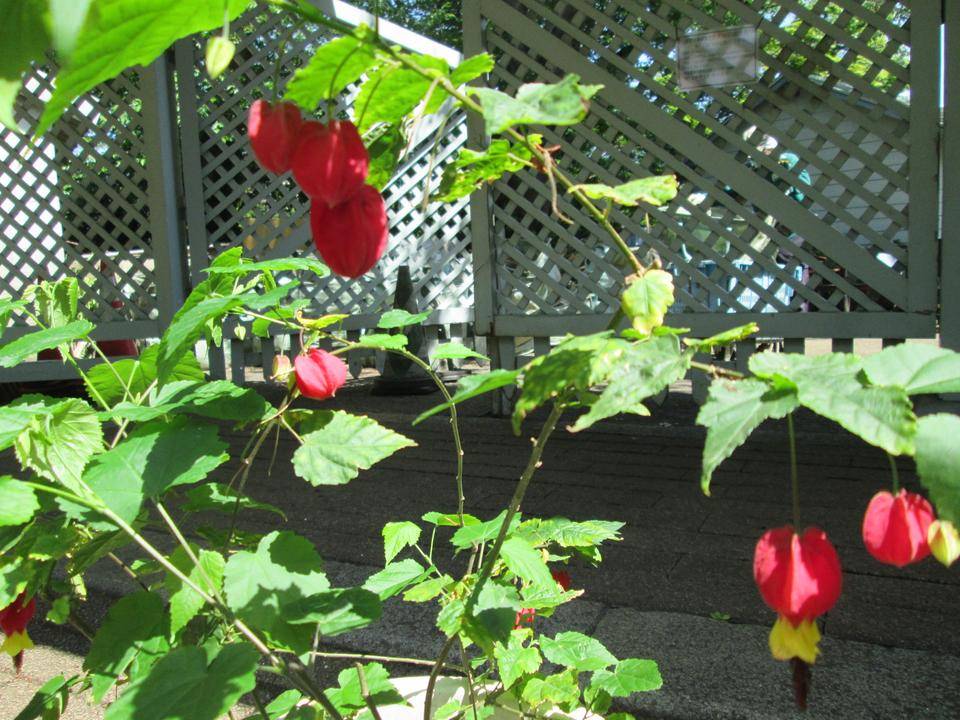 チロリアンランプ (3).JPG