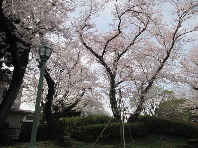 桜0331.JPG
