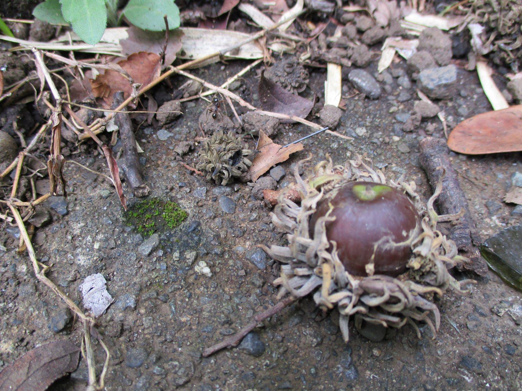 どんぐり３ (2).JPG