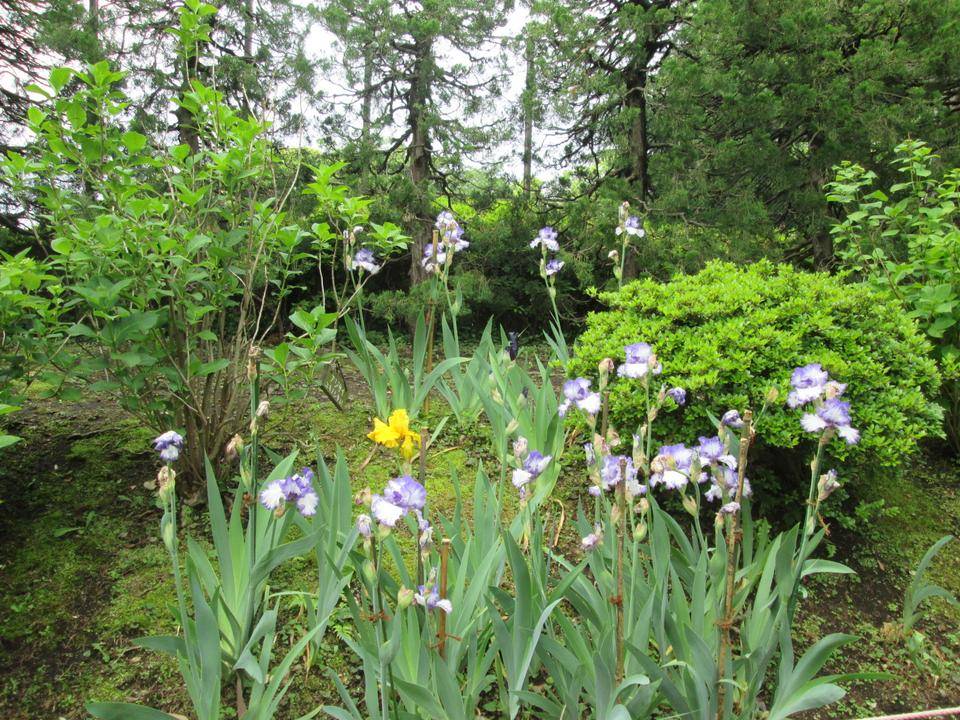 ジャーマンアイリス (2).JPG